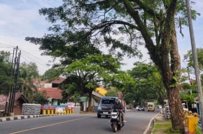 Ratusan Pohon Rawan Tumbang Tersebar di Jalan Nasional III, BPBD Ciamis Ajukan Pemangkasan ke PUPR