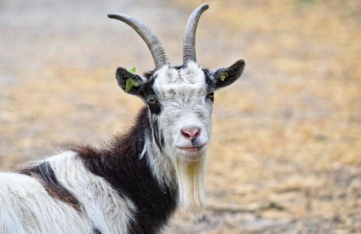 Geger! Maling Kambing Terjadi di Ciamis, 12 Ekor Kambing Hilang dalam Semalaman