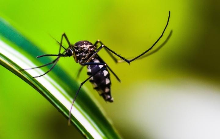 Warga Harus Waspada! Dinkes Kota Banjar Catat 387 Kasus DBD, Ini Pencegahan yang Bisa Dilakukan Secara Mandiri