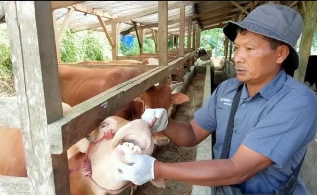 Disnakan Ciamis Temukan Sapi yang Terindikasi Penyakit Mulut dan Kuku, Ini Langkah Pencegahannya