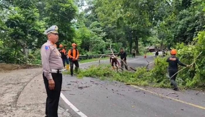 Cegah Terjadinya Kecelakaan, Pohon Rawan Tumbang di Jalan Menuju Wisata Pangandaran Dipangkas