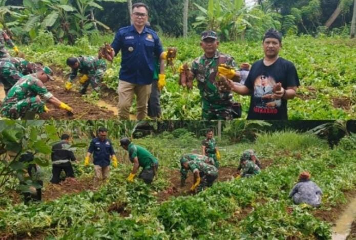 Panen Umbi Naruto di Tasikmalaya Bisa Jadi Percontohan untuk Ketahanan Pangan