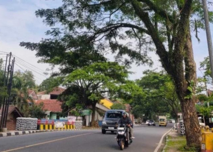 Ratusan Pohon Rawan Tumbang Tersebar di Jalan Nasional III, BPBD Ciamis Ajukan Pemangkasan ke PUPR