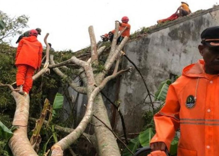 Sore Tadi Belasan Pohon Tumbang dan Rumah Rusak di Ciamis Akibat Hujan Lebat Disertai Angin Kencang