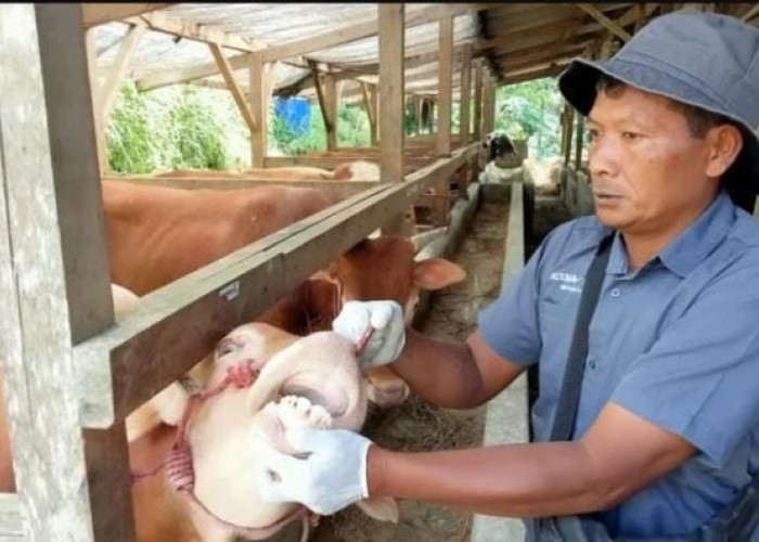 Disnakan Ciamis Temukan Sapi yang Terindikasi Penyakit Mulut dan Kuku, Ini Langkah Pencegahannya