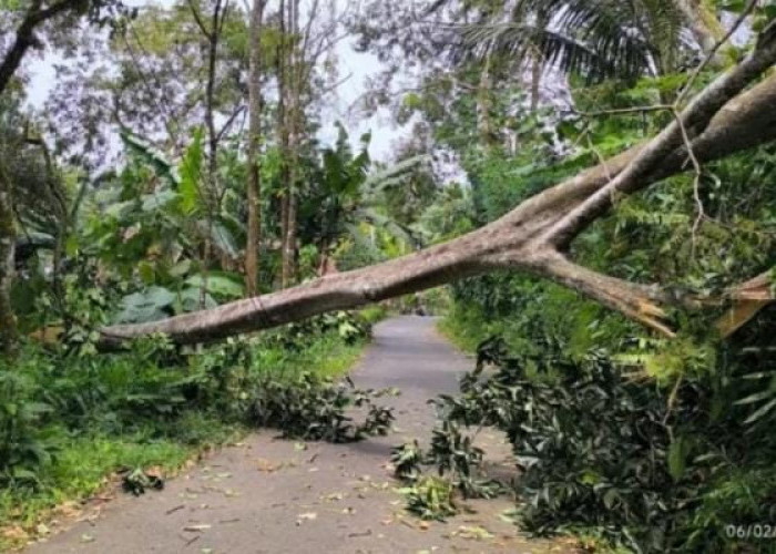 Angin Kencang Melanda Sejumlah Wilayah di Kabupaten Ciamis, Warga Diimbau Waspada