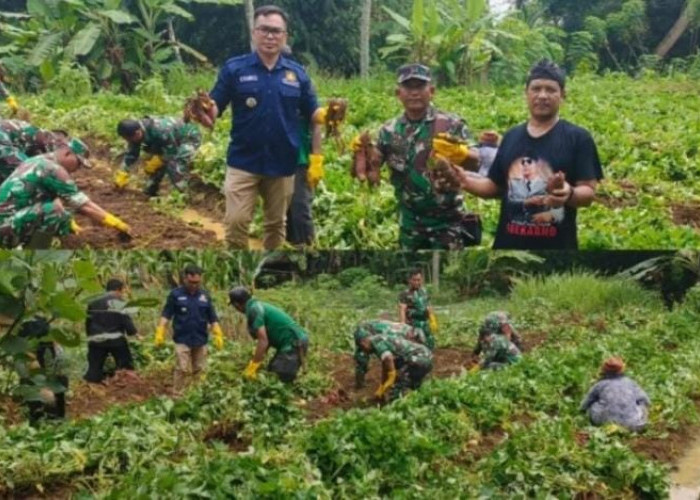 Panen Umbi Naruto di Tasikmalaya Bisa Jadi Percontohan untuk Ketahanan Pangan