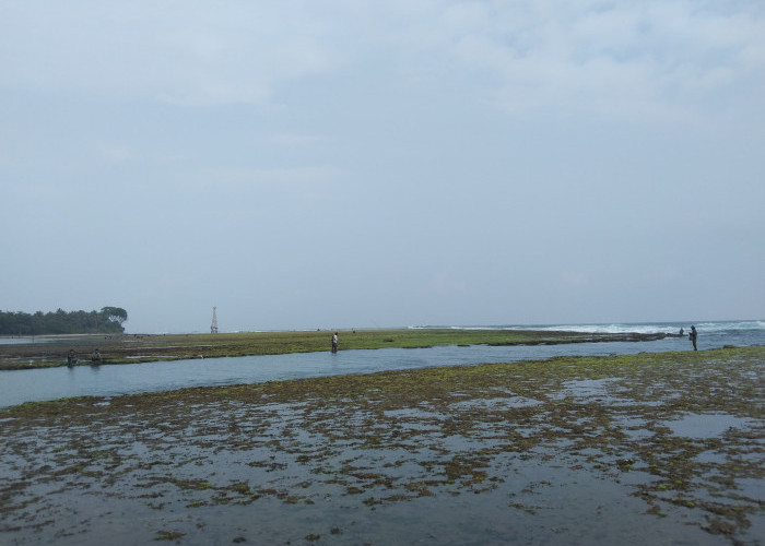 Pemandangan Terumbu Karang Pantai Sindangkerta Bikin Jatuh Cinta Wisatawan